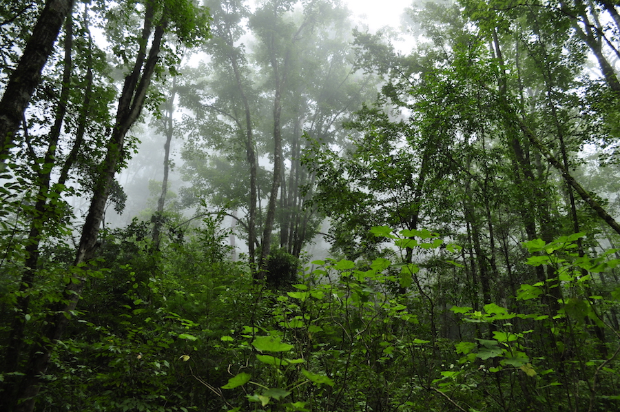 Bosque de Arce en Talpa. Foto: Semadet