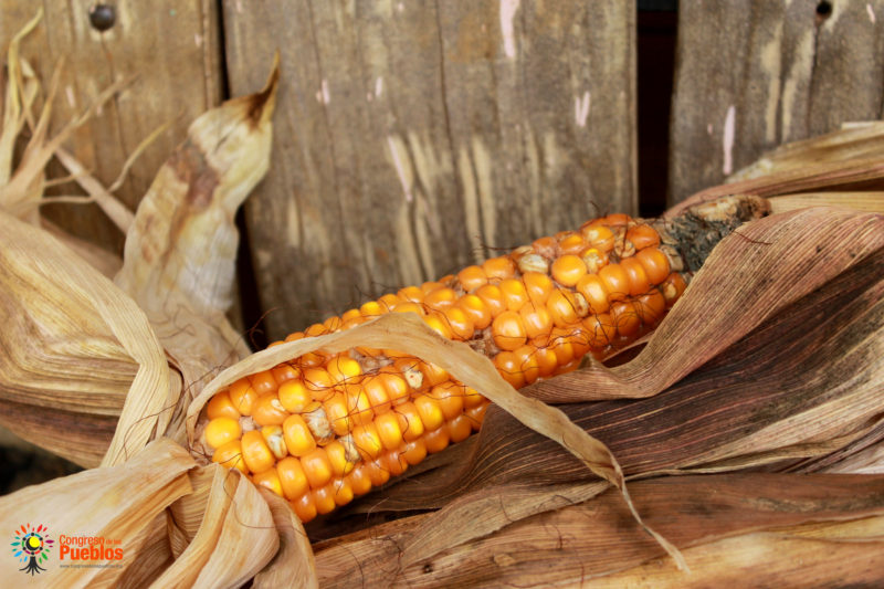 Sin maíz no hay país. Foto: Congreso de los Pueblos/Flickr