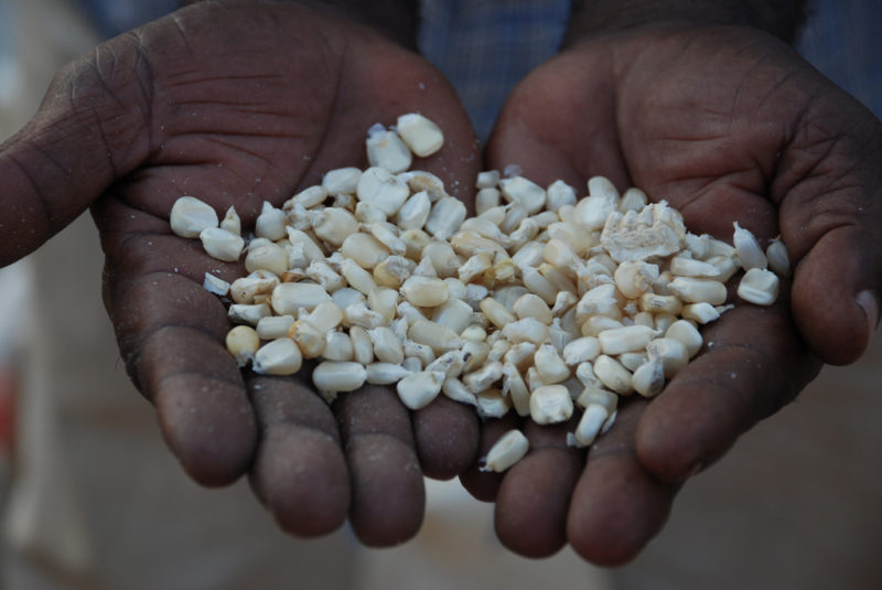 Manos y granos de maíz. Foto: Anne Wangalachi/CIMMYT.