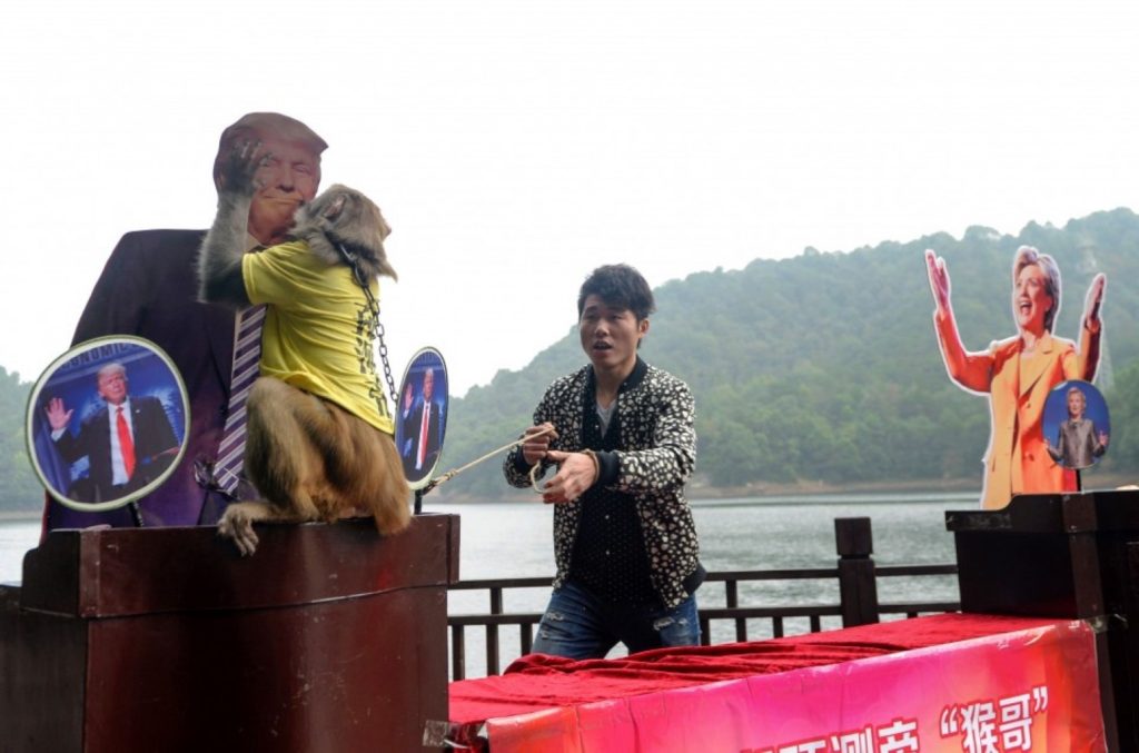 Un mono llamado Geda, a quien se le conoce como «el Rey de los profetas», besa un afiche del candidato republicano a la Presidencia de los Estados Unidos, Donald Trump el 3 de noviembre en Changsha, China. Fotografía: Agence France-Presse/Getty Images.